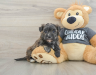 6 week old Morkie Puppy For Sale - Simply Southern Pups