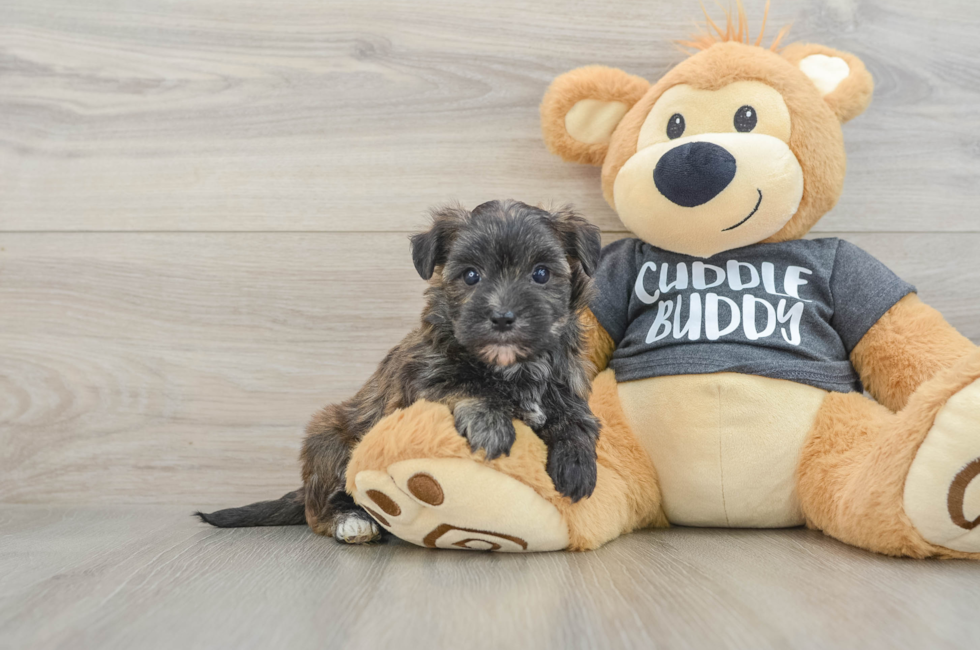 6 week old Morkie Puppy For Sale - Simply Southern Pups