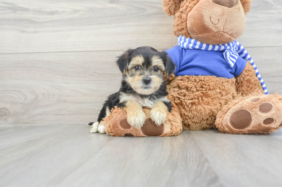 8 week old Morkie Puppy For Sale - Simply Southern Pups