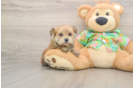 Best Morkie Baby