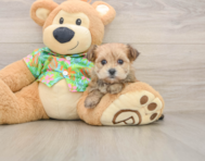 6 week old Morkie Puppy For Sale - Simply Southern Pups