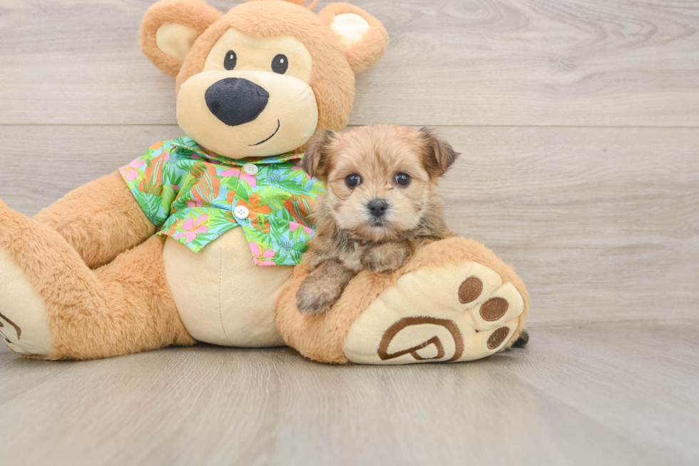 Best Morkie Baby