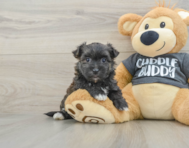 6 week old Morkie Puppy For Sale - Simply Southern Pups