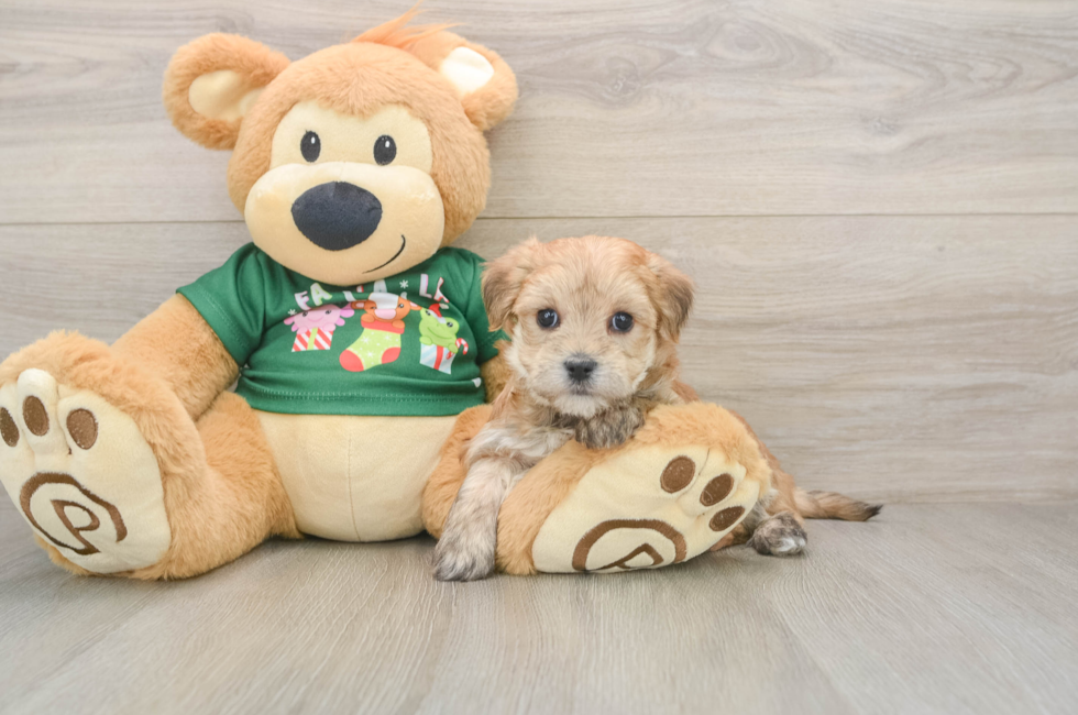 5 week old Morkie Puppy For Sale - Simply Southern Pups