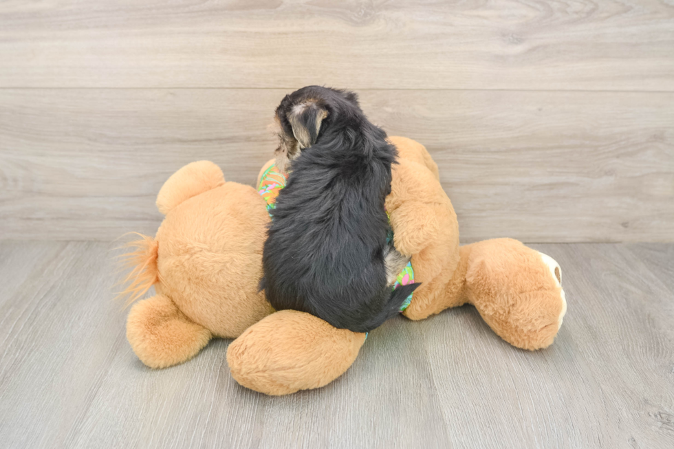 Petite Morkie Designer Pup