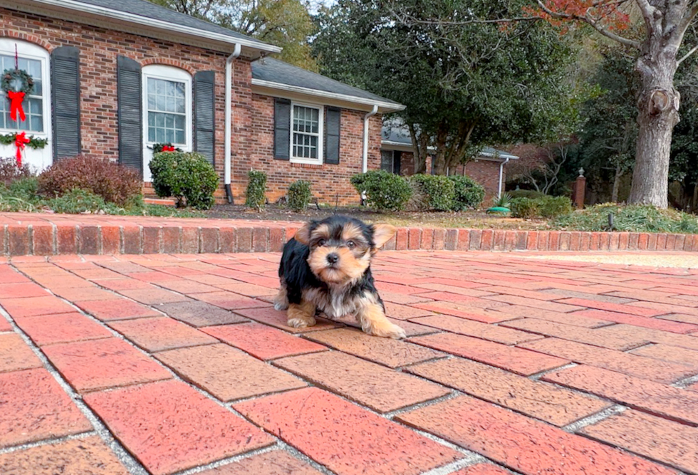 Cute Morkie Baby
