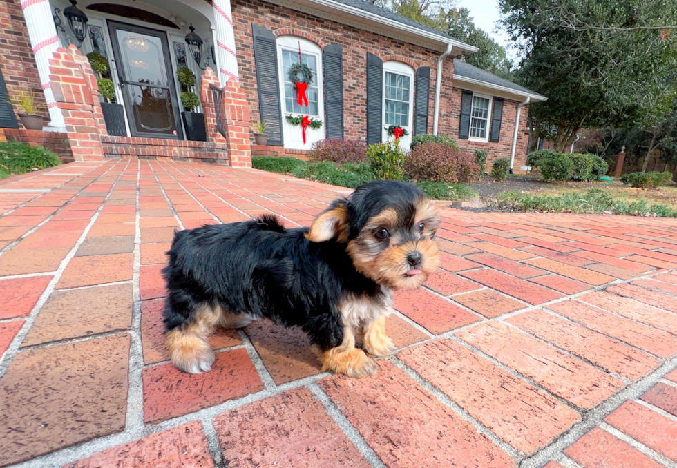 Cute Morkie Designer Pup