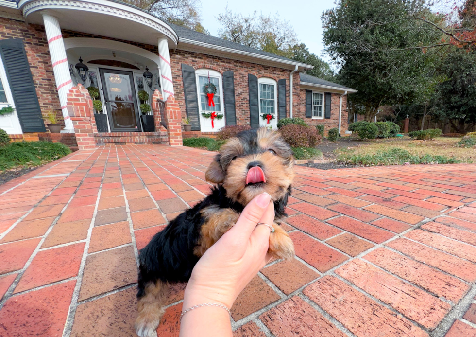 Cute Morkie Baby