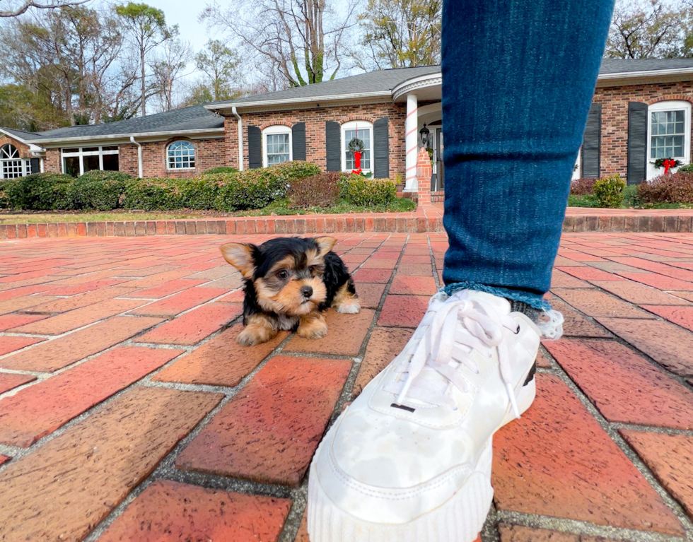 Cute Morkie Baby