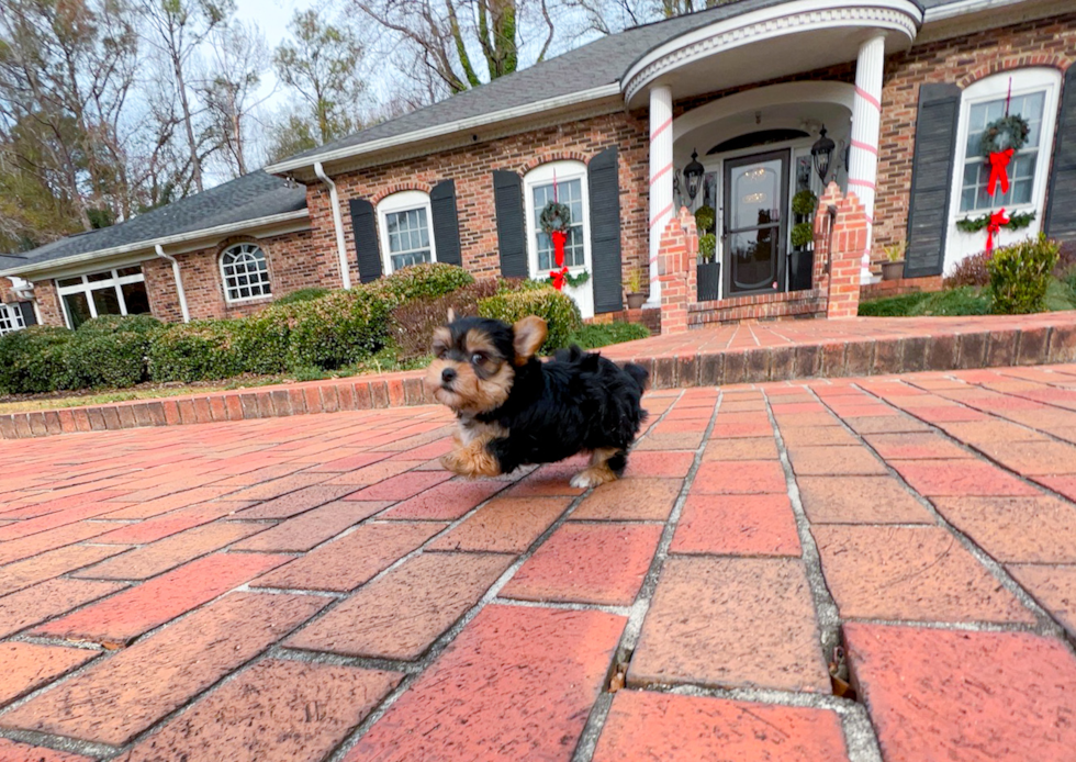 Morkie Pup Being Cute