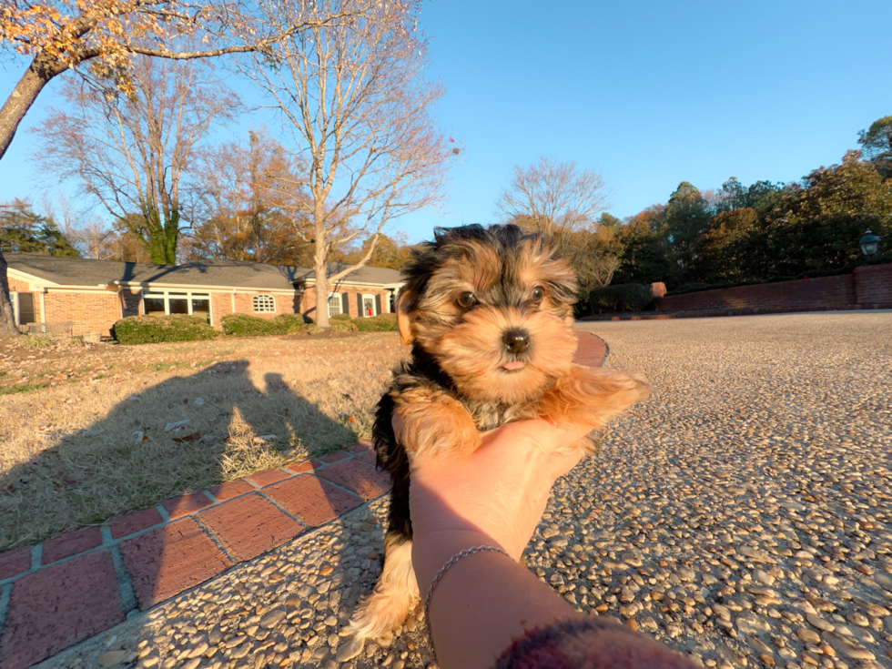 Best Morkie Baby