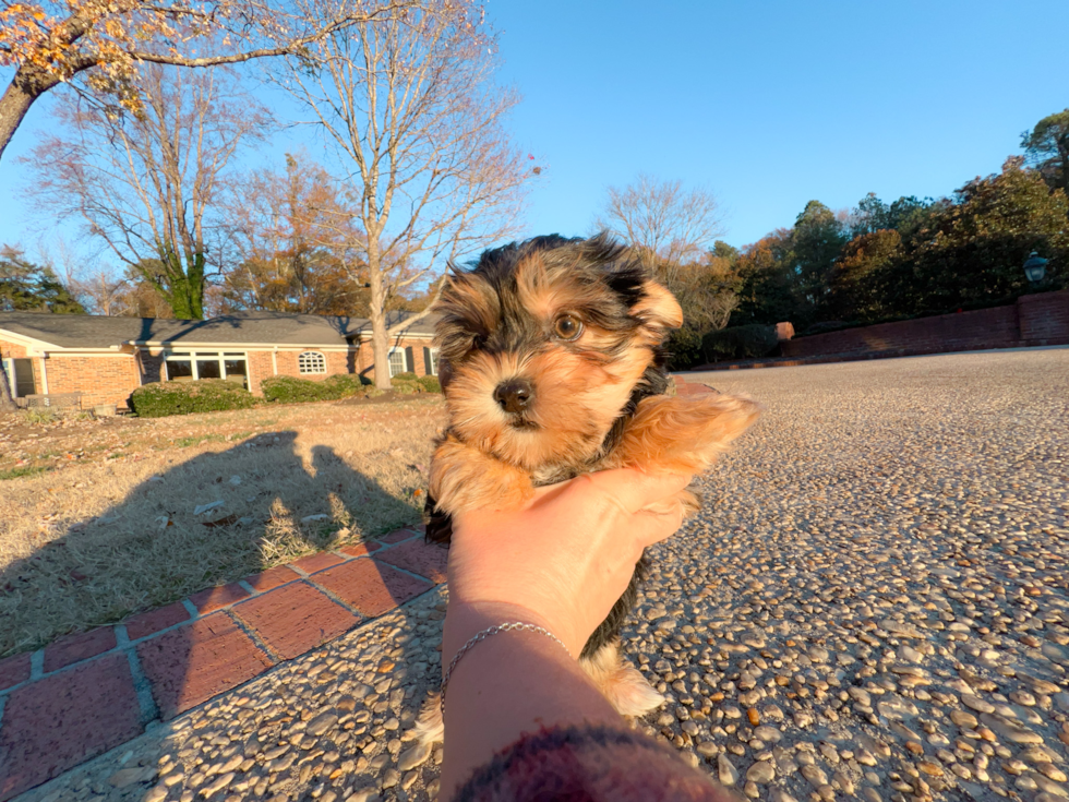 Morkie Puppy for Adoption