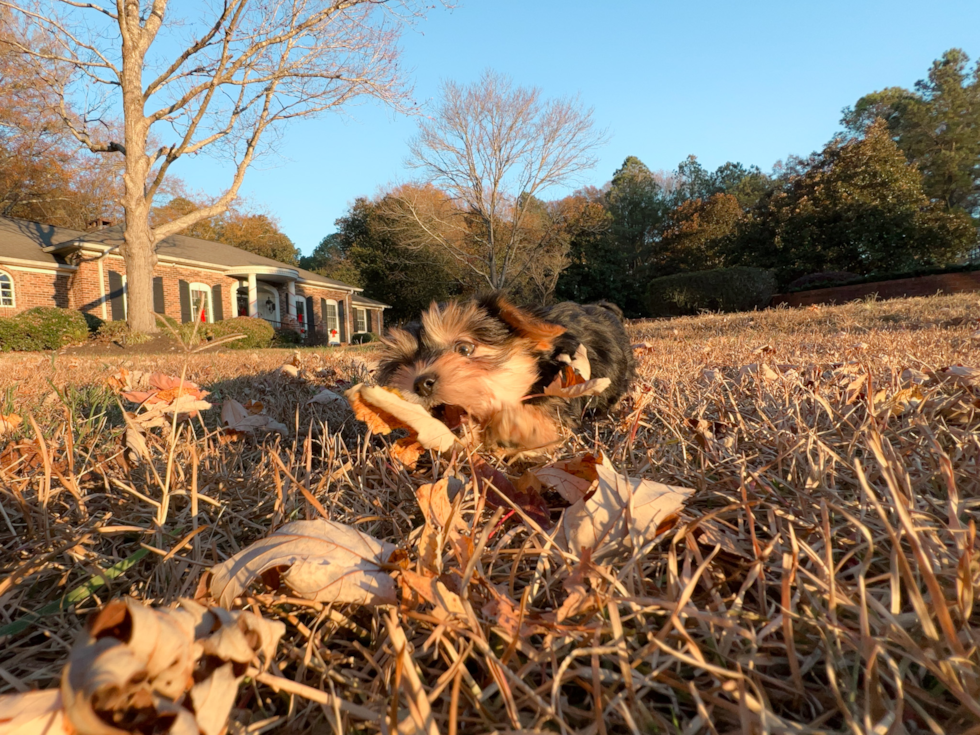 Morkie Puppy for Adoption