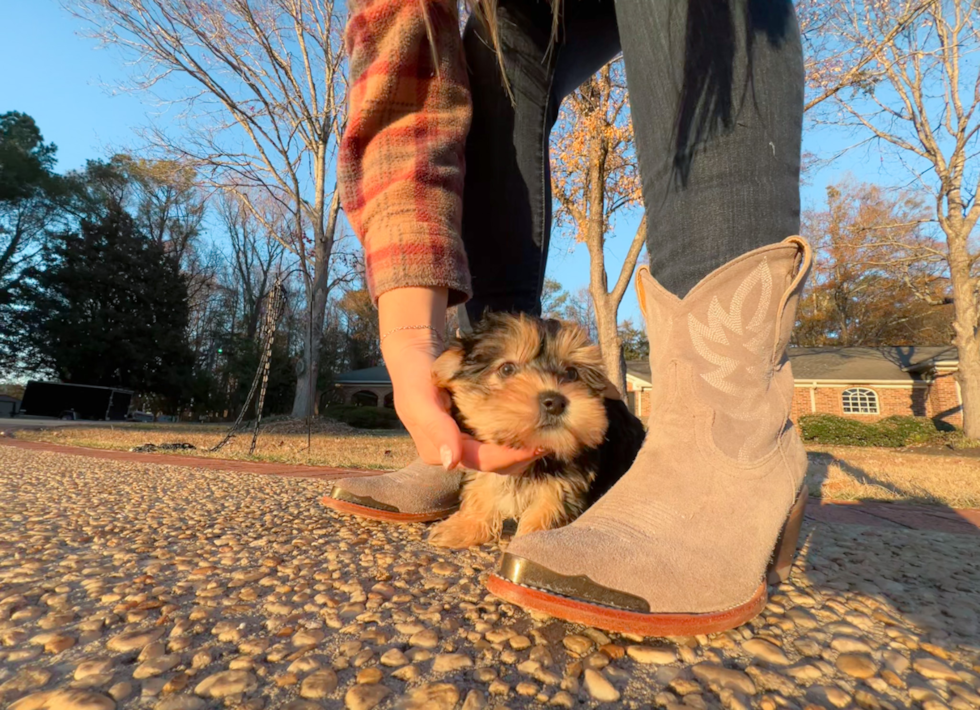 Cute Yorkie Designer Puppy