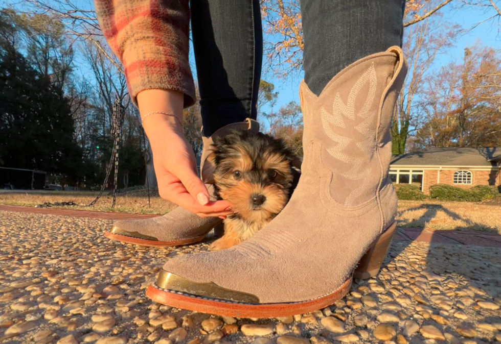 Cute Yorkie Designer Puppy