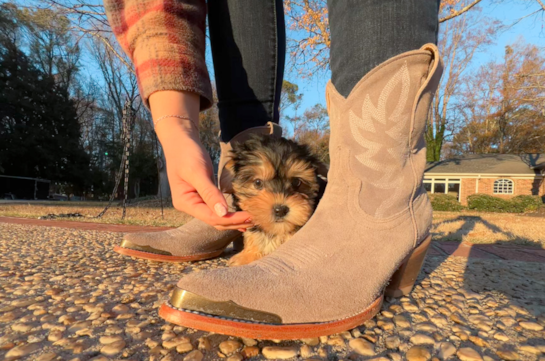 Cute Yorkie Designer Puppy