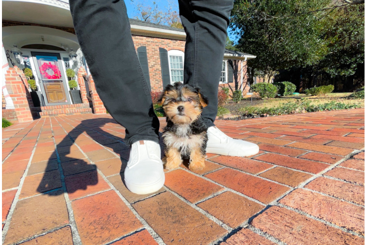 Cute Morkie Designer Pup