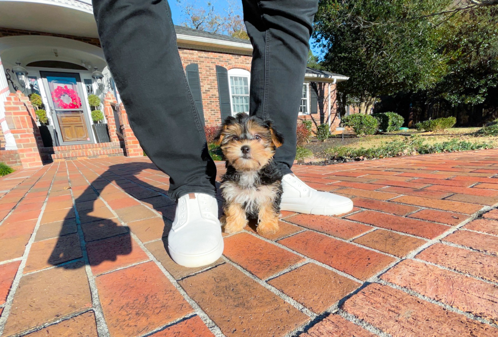 Cute Morkie Designer Pup
