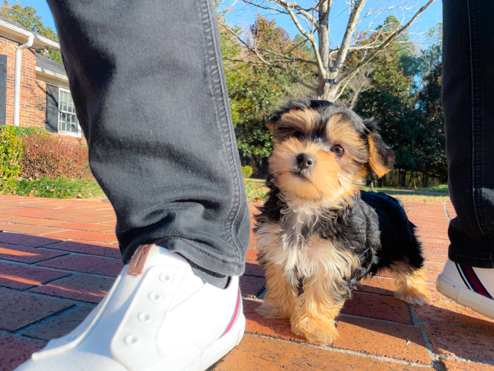 Best Morkie Baby