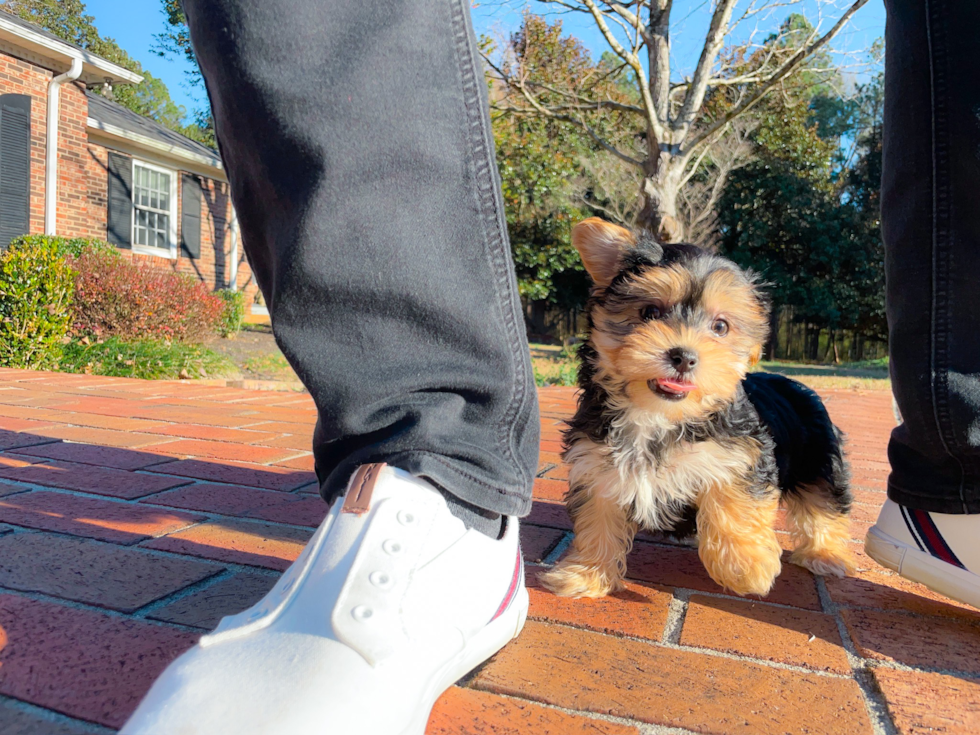 Best Morkie Baby