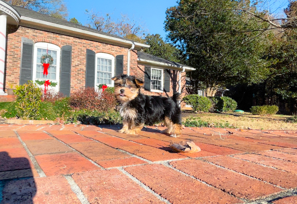 Morkie Pup Being Cute