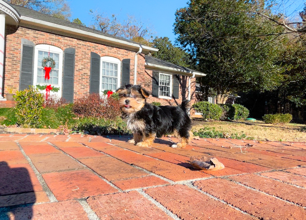 Best Morkie Baby