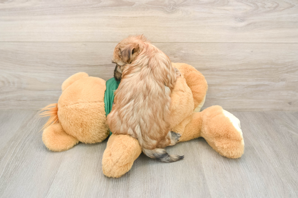 Morkie Puppy for Adoption