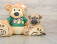 6 week old Morkie Puppy For Sale - Simply Southern Pups