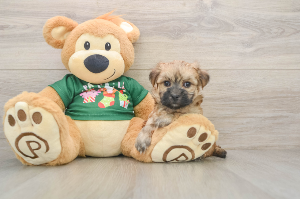 5 week old Morkie Puppy For Sale - Simply Southern Pups