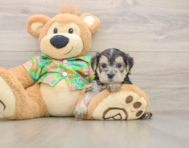 8 week old Morkie Puppy For Sale - Simply Southern Pups