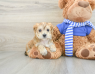 7 week old Morkie Puppy For Sale - Simply Southern Pups