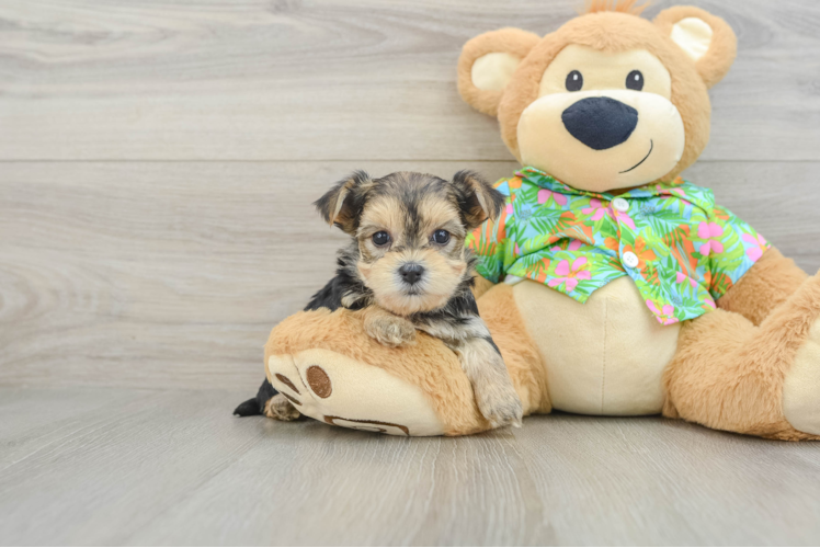Morkie Pup Being Cute
