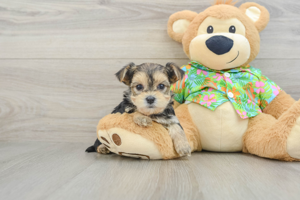 Morkie Pup Being Cute
