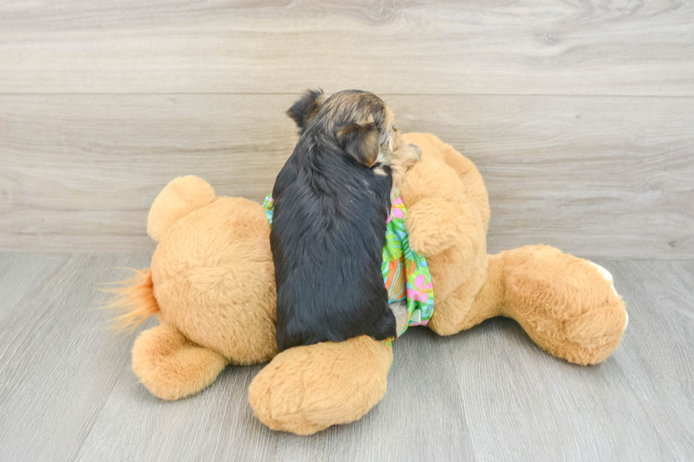 Morkie Puppy for Adoption