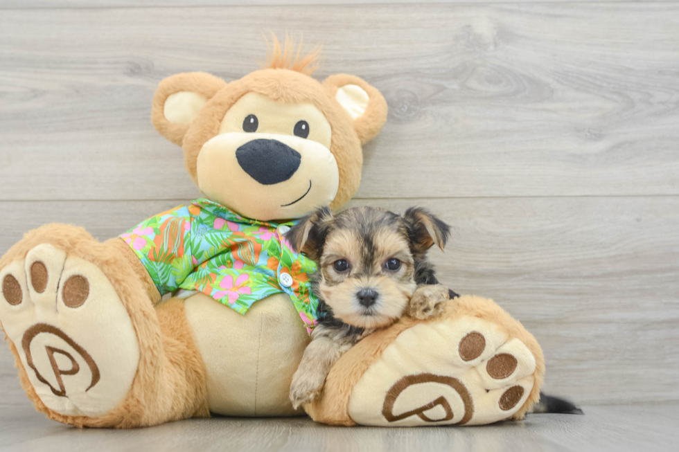 Morkie Puppy for Adoption