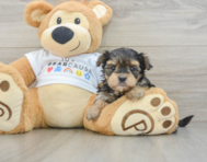 5 week old Morkie Puppy For Sale - Simply Southern Pups