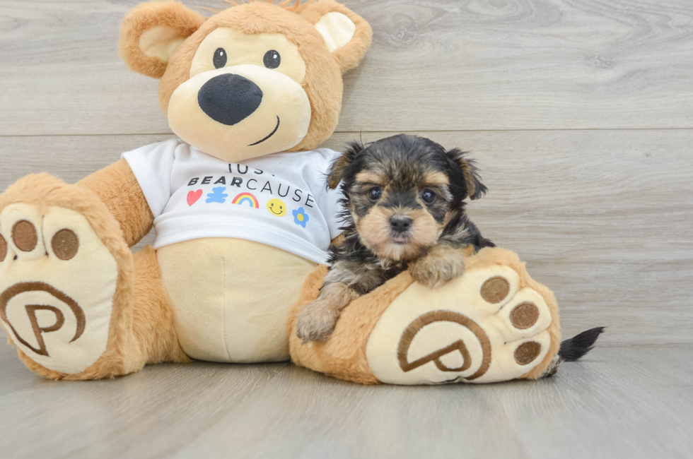 6 week old Morkie Puppy For Sale - Simply Southern Pups