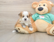 6 week old Morkie Puppy For Sale - Simply Southern Pups