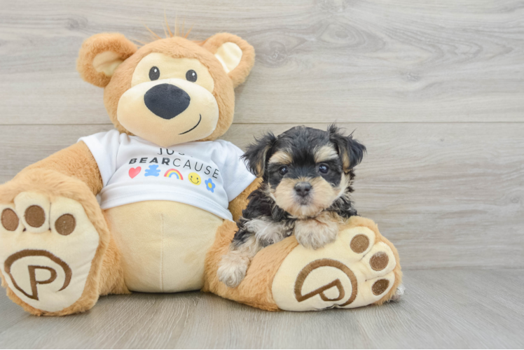 Morkie Pup Being Cute