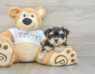 5 week old Morkie Puppy For Sale - Simply Southern Pups