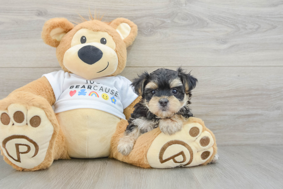 Morkie Pup Being Cute