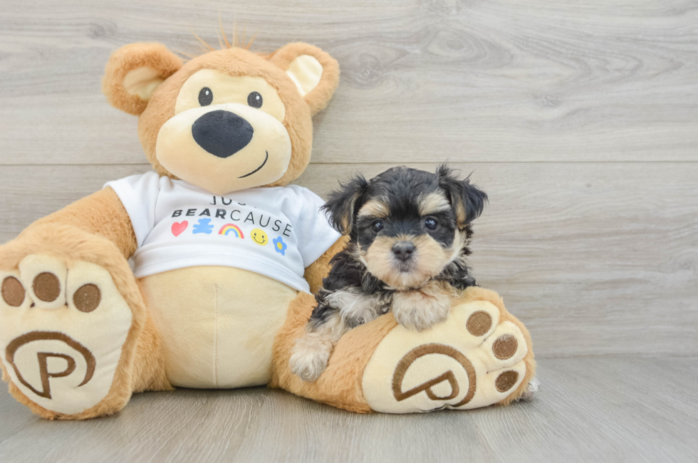 6 week old Morkie Puppy For Sale - Simply Southern Pups