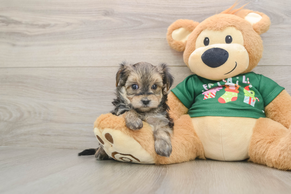 Morkie Puppy for Adoption
