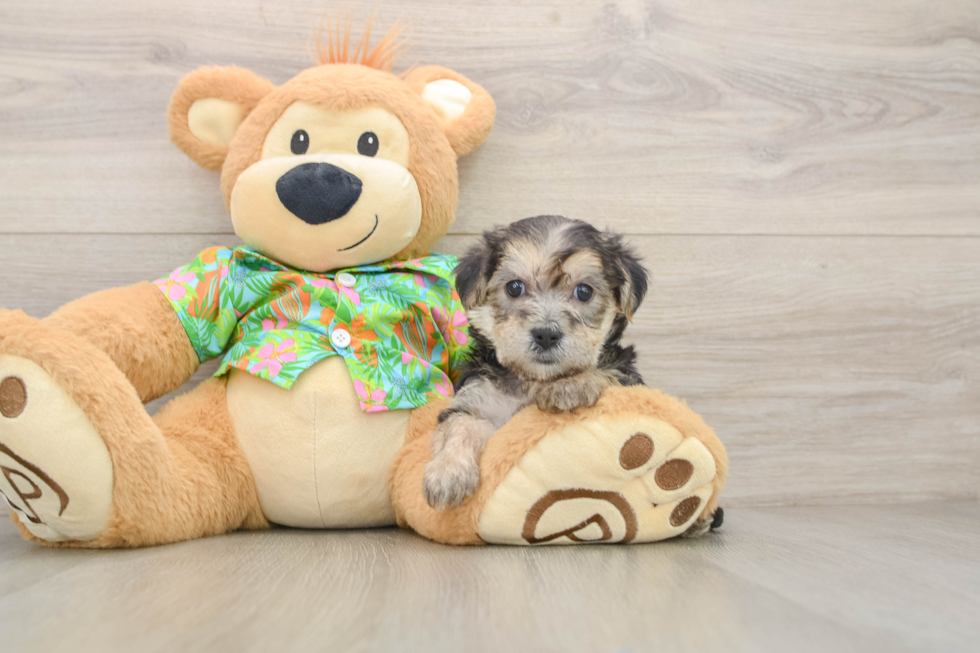 Petite Morkie Designer Pup