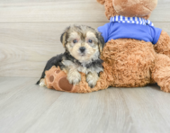 6 week old Morkie Puppy For Sale - Simply Southern Pups