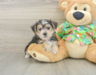 5 week old Morkie Puppy For Sale - Simply Southern Pups