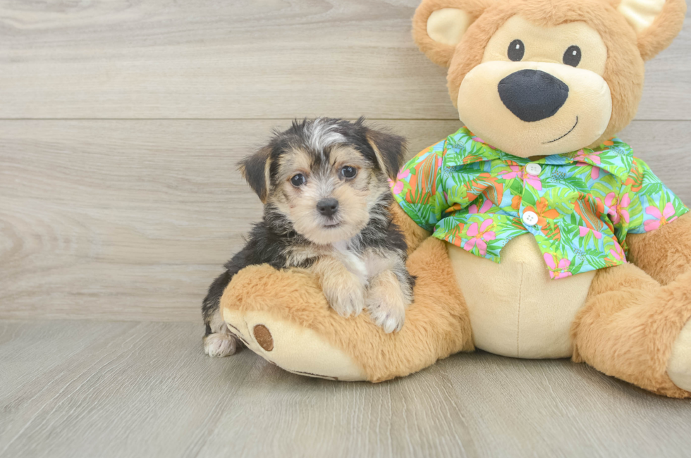 5 week old Morkie Puppy For Sale - Simply Southern Pups