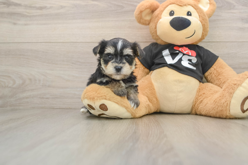 Fluffy Morkie Designer Pup
