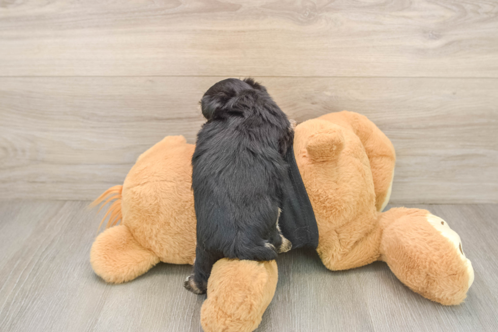 Best Morkie Baby