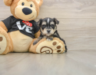 5 week old Morkie Puppy For Sale - Simply Southern Pups